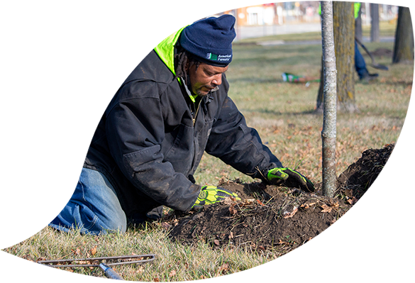 Man packing dirt around tree