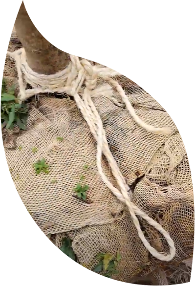 Close up photo of tree burlap ball