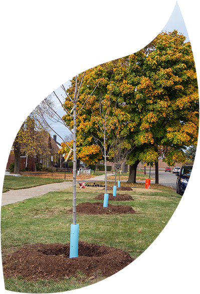 Photo of newly planted trees